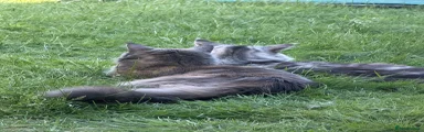 Maine Coon 5