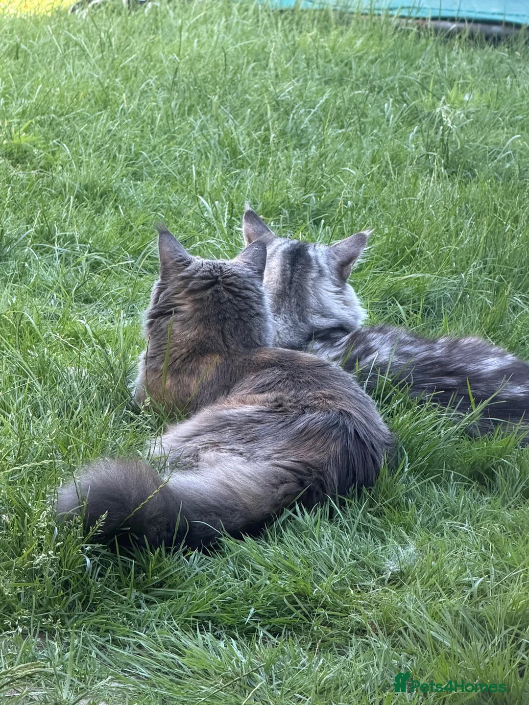 Maine Coon cats for sale: Ready now ⭐️ Maincoon Tica kittens - Advert 24