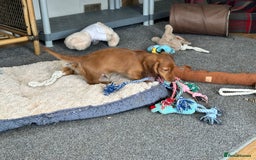Miniature Dachshund dogs for sale: 1 handsome boy available  in Ely - Image 3