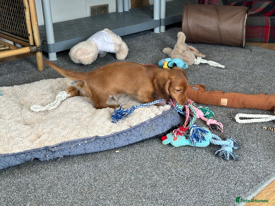 Miniature Dachshund dogs for sale: 1 handsome boy available  in Ely - Image 3