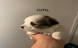 Mixed Breed dogs for sale: Stunning 3/4 Chihuahua puppies  - Image 9