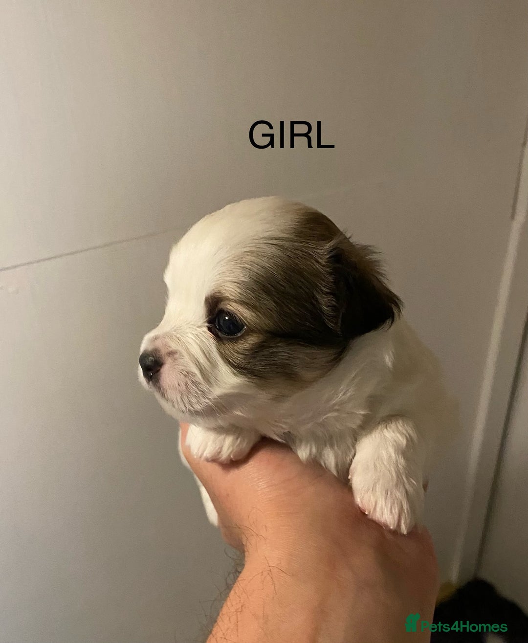 Mixed Breed dogs for sale: Stunning 3/4 Chihuahua puppies  - Image 9
