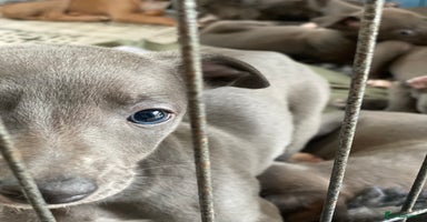 Whippet dogs - Advert 7