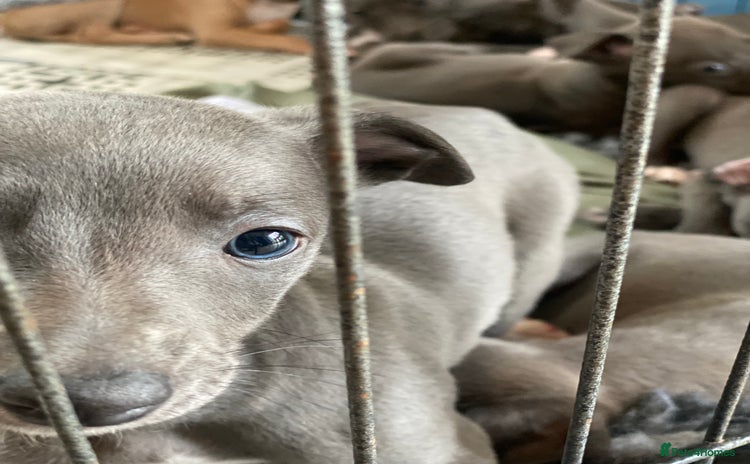 Whippet dogs - Advert 1