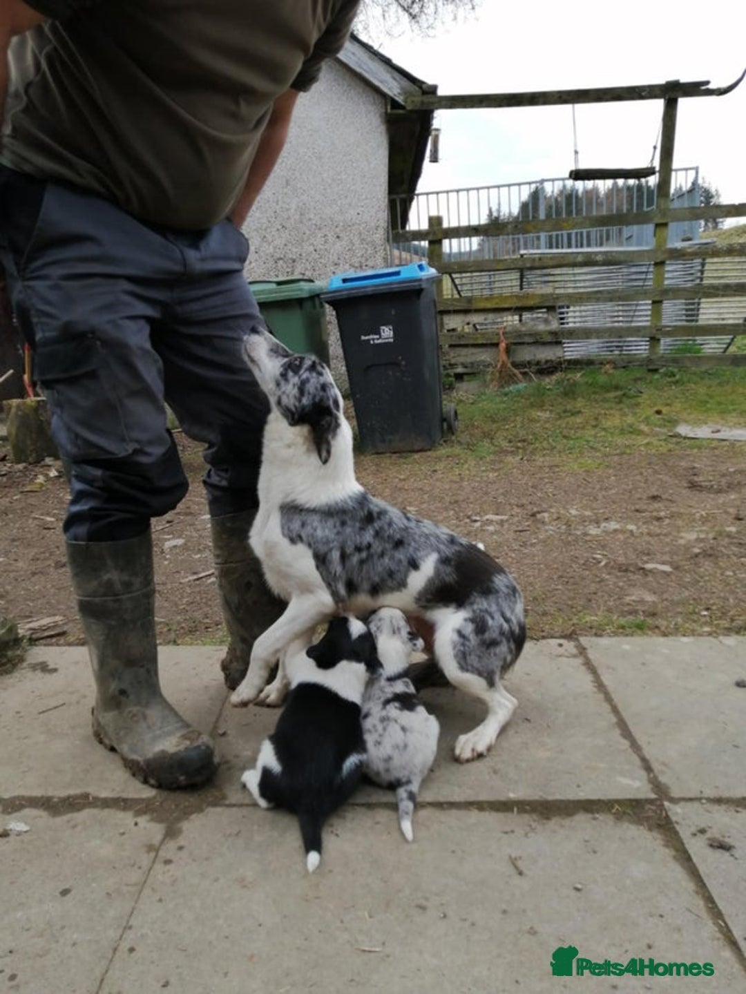 Border Collie dogs for sale: Border Collie Puppies  - Advert 2