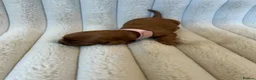 Cavalier King Charles Spaniel dogs for sale: Cavalier King Charles  - Advert 16