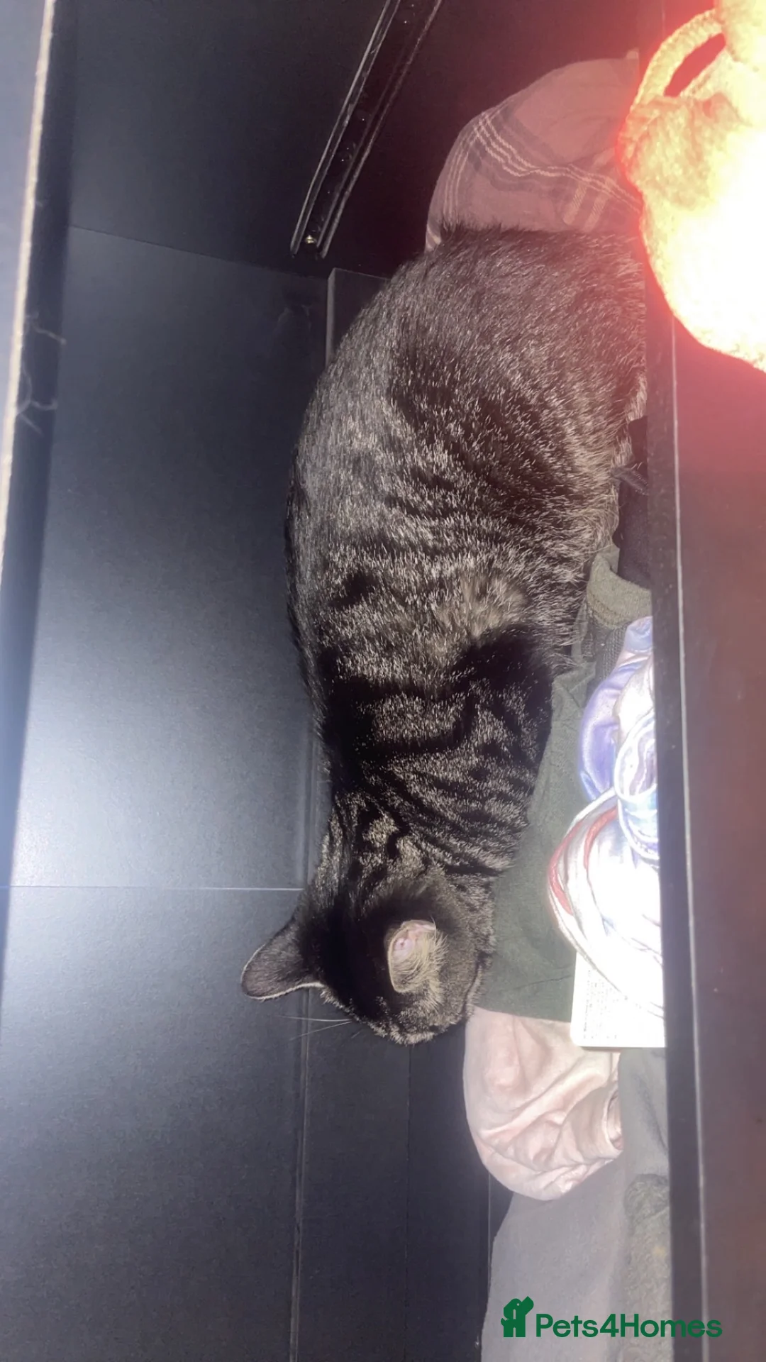 British Shorthair cats for sale: Female cat 2 years old  in Birmingham - Advert 2