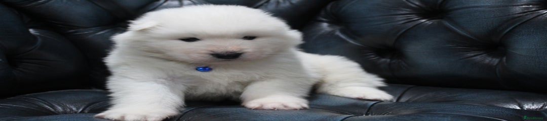 Samoyed Puppy Blue collar 