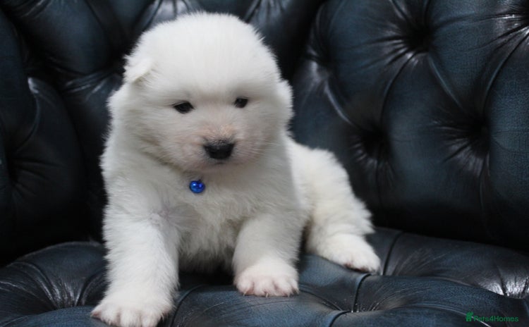 Samoyed dogs - Advert 1