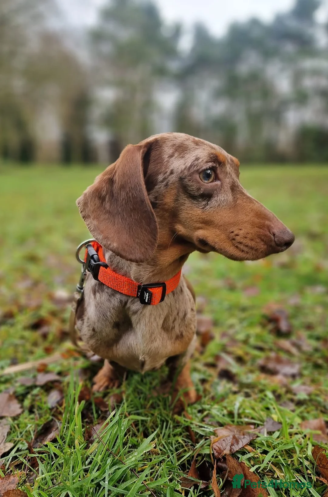 Miniature Dachshund dogs for stud: 🤎Albert🤎 in Newport - Advert 6