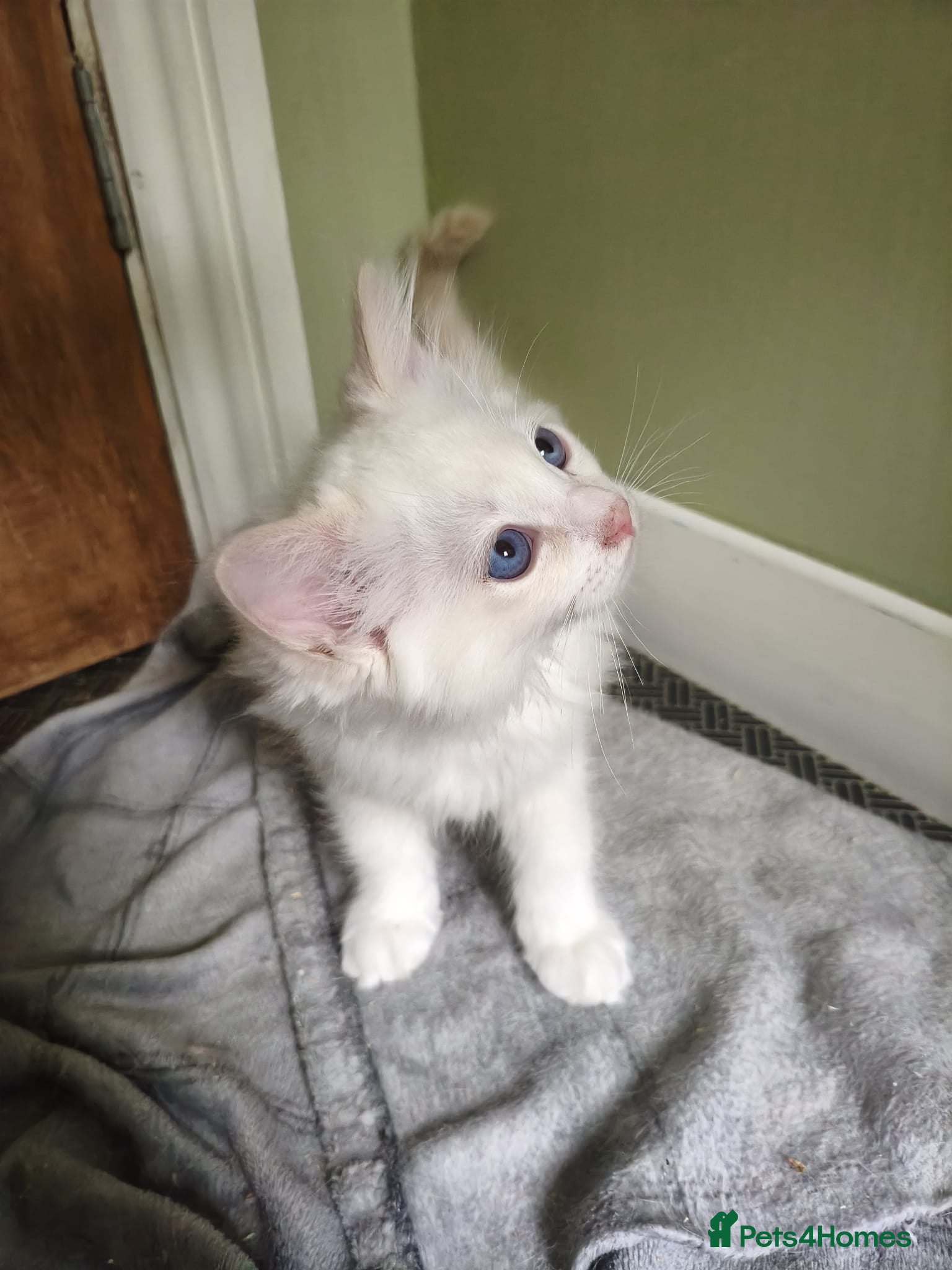 Ragdoll cats Last boy - Advert 13