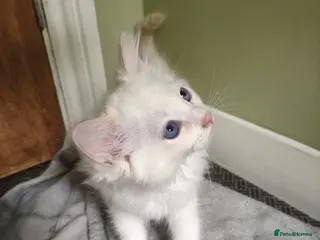 Ragdoll cats Last boy - Advert 13