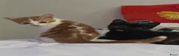 British Shorthair cats for sale: Kittens for sale  - Advert 6