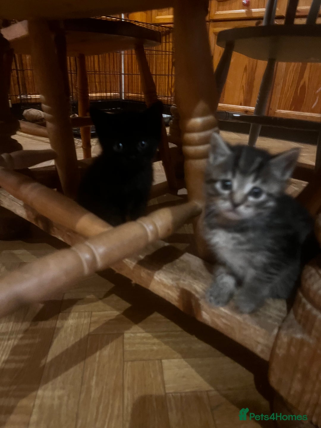 Mixed Breed cats for sale: Adorable Kittens Ready to Leave soon - Advert 20