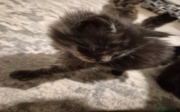 Maine Coon cats for sale: 4 beautiful maine coon babies - Image 9