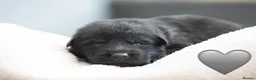 German Shepherd dogs for sale: Health tested Czech German shepherd puppies - Advert 4