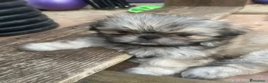 Shih Tzu 1