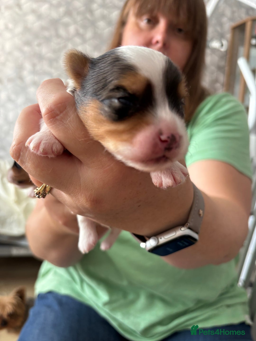 Yorkshire Terrier dogs for sale: Beautiful Yorkshire biewer terrier - Image 9