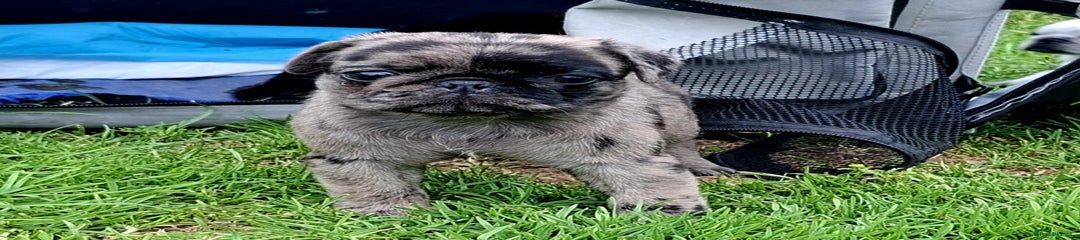 Pug Puppy 6