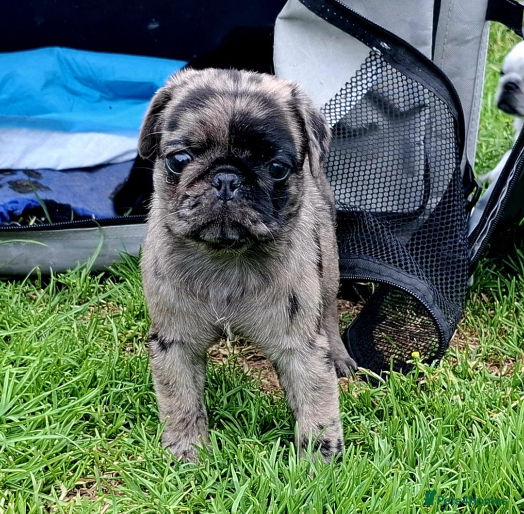 Pug dogs for sale: Pug puppies-Merle, panda and koi - Image 12