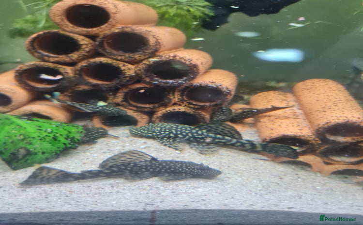 Plecos fish - Advert 1