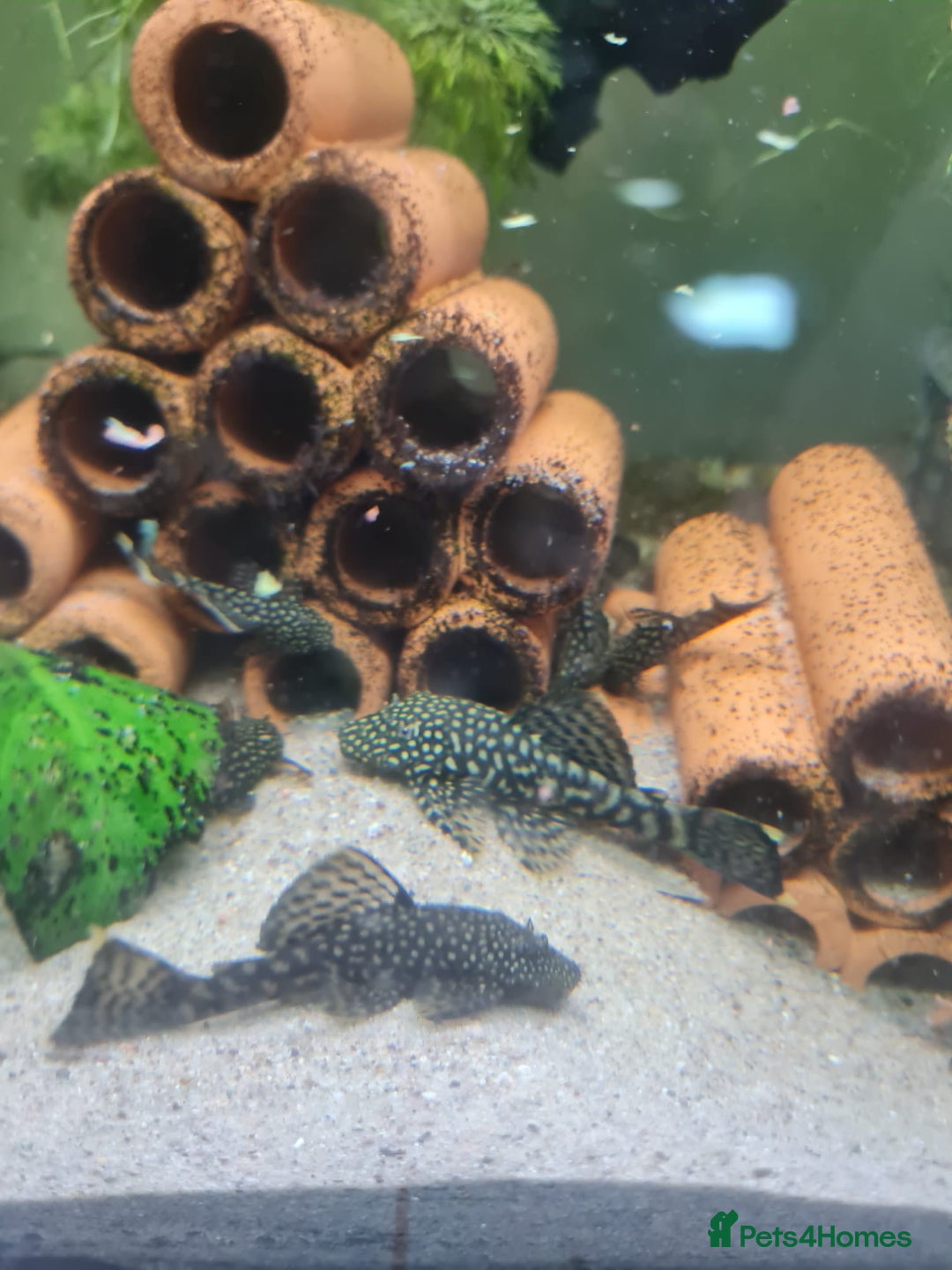 Plecos fish for sale: Bristlenose baby plecos for sale  - Image 1