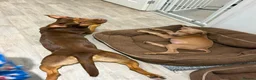 American Bull Staffy dogs for sale: Ronnie - Advert 4