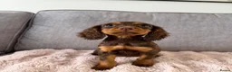 Cocker Spaniel dogs for sale: BEAUTIFUL CHOC AND TAN COCKER PUPS READY NOW!  - Advert 19