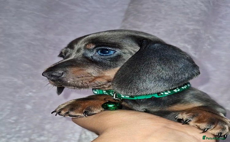 Miniature Dachshund dogs - Advert 12