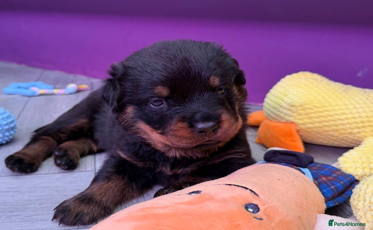 Rottweiler dogs - Advert 1