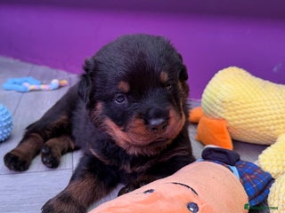 Rottweiler dogs - Advert 2