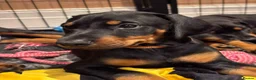 Dobermann dogs for sale: KC reg Dobie Pups | Two girls available - Advert 5