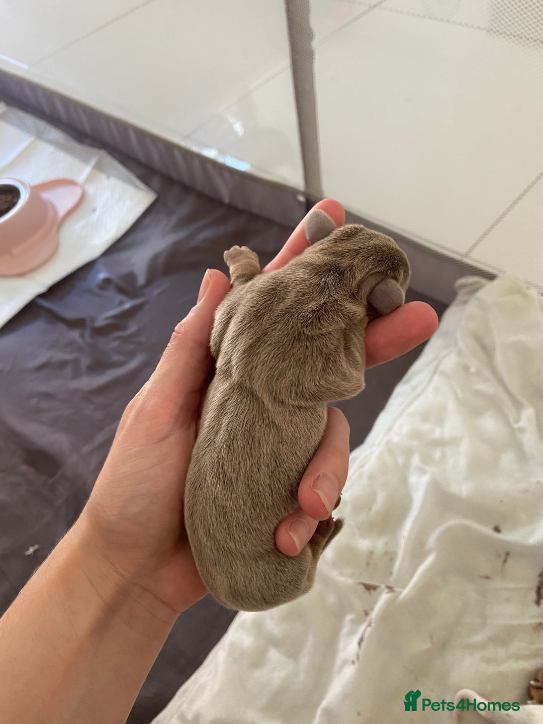Miniature Dachshund dogs for sale: Dolly mixture dapple/piebald  - Image 13