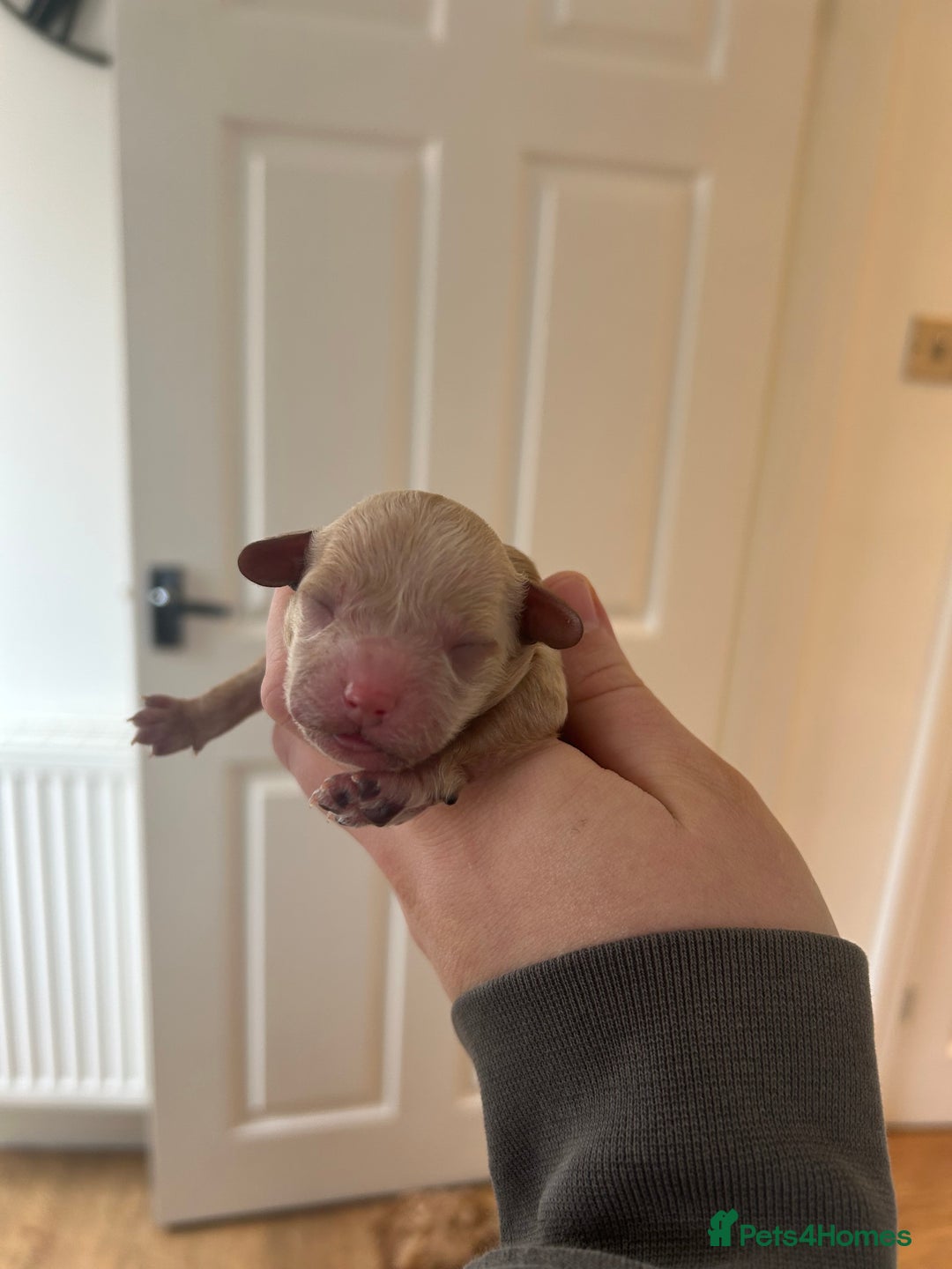 Cavapoo dogs for sale: Cavapoo Puppies for Sale - Image 14