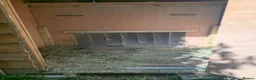 Tortoise reptiles for sale: Adult Sulcata tortoise for sale in Canterbury - Advert 8