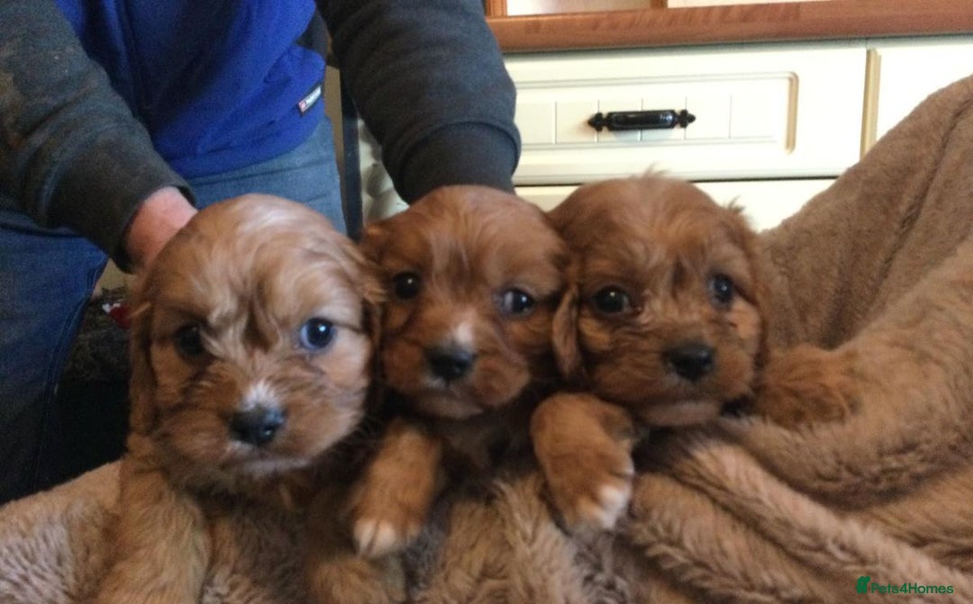 Cavapoo dogs for sale: CAVAPOO PUPPIES DNA TESTED HEALTH CHECKEF - Advert 3