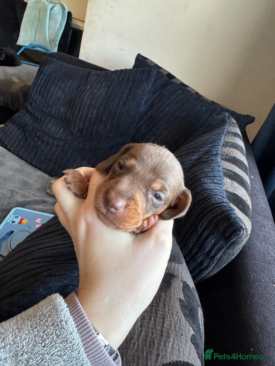 Dachshund dogs for sale: STUNNING dashaunds!!  - Advert 13