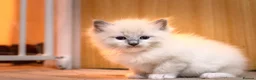 Ragdoll cats for sale: Adorable, Purebred GCCF Registered Ragdoll Kittens in London - Advert 28