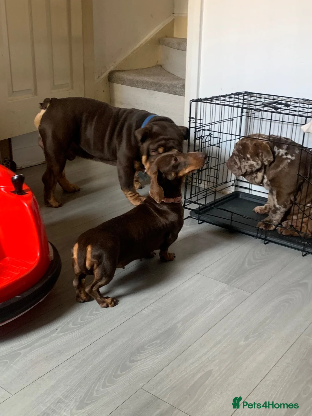 Miniature Dachshund dogs for sale: Adult Miniture dachshund girl rose  - Advert 7