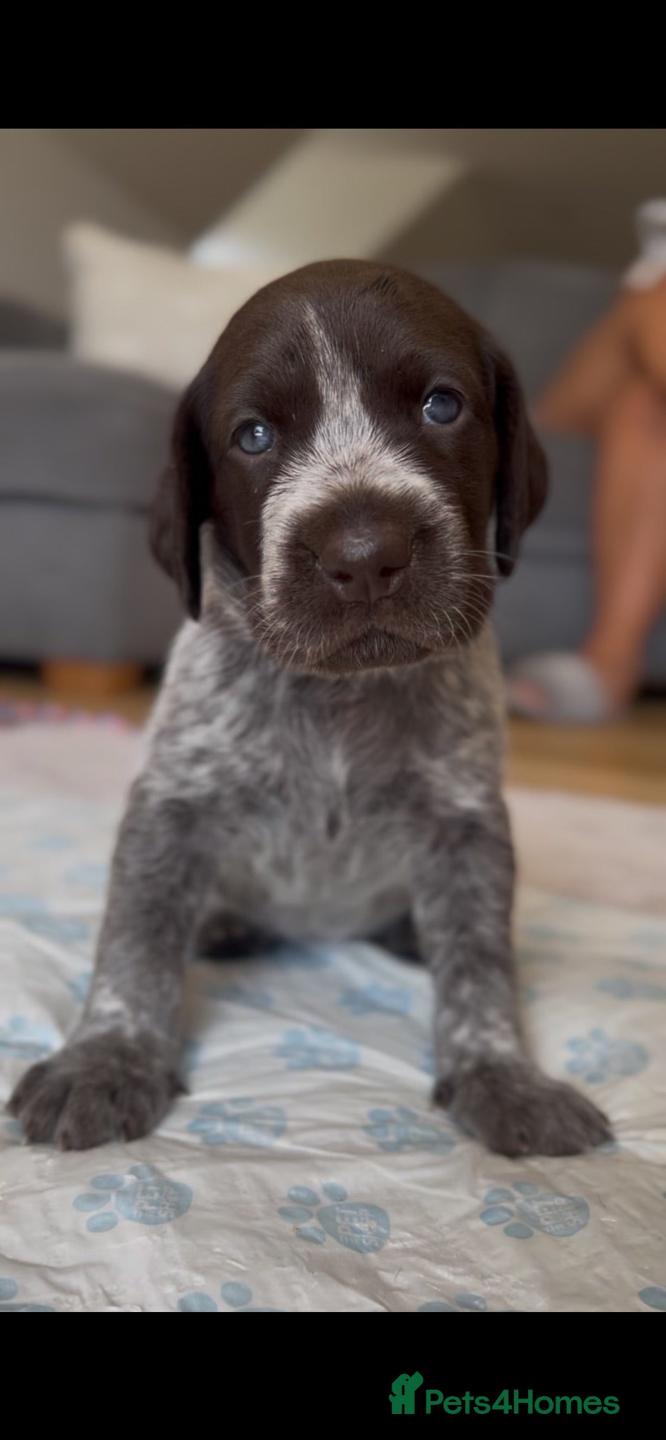 German Shorthaired Pointer dogs Premium GSP Puppies from Award-Winning Bloodlines - Advert 1