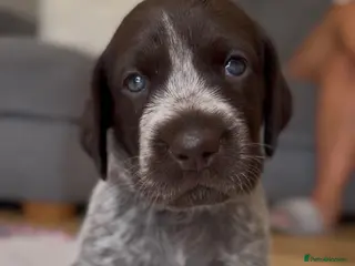 German Shorthaired Pointer dogs Premium GSP Puppies from Award-Winning Bloodlines - Advert 1