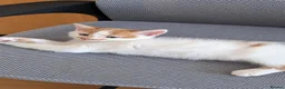 Mixed Breed cats for sale:  Beautiful Kittens Looking for friendly home  in Wigston - Advert 4