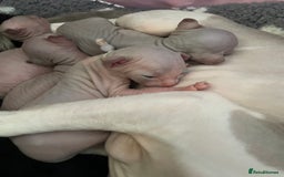 Sphynx cats for sale: Tica Registered Sphynx Kitten - Image 4