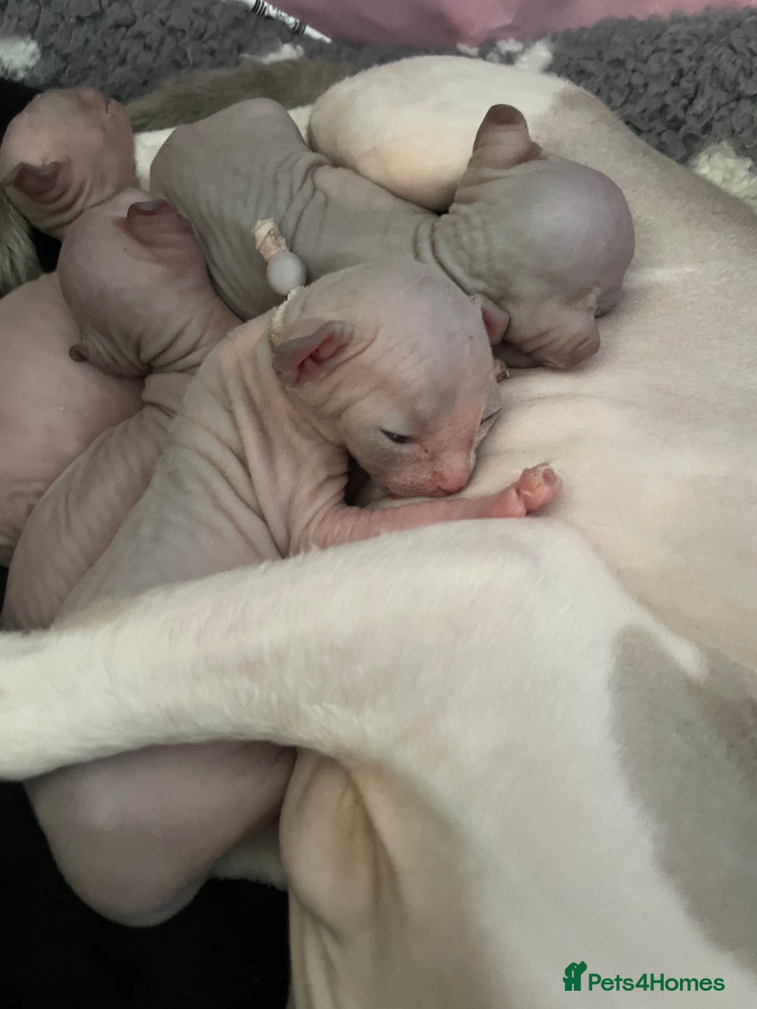 Sphynx cats for sale: Tica Registered Sphynx Kitten - Image 4