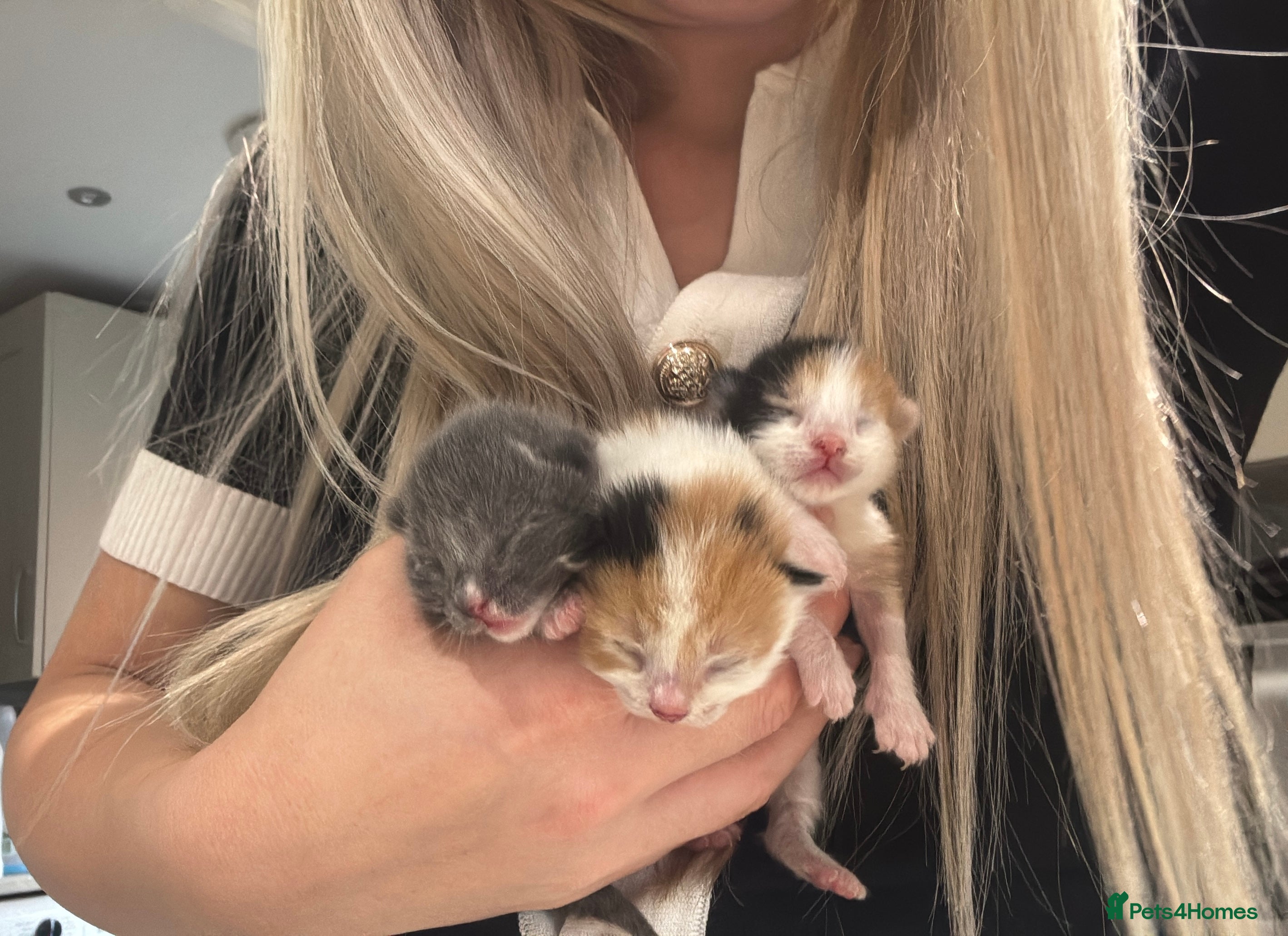 American Shorthair cats 1 grey male and 2 female for sale  - Advert 3