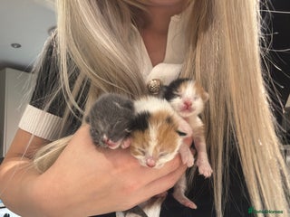 American Shorthair cats 1 grey male and 2 female for sale - Advert 4