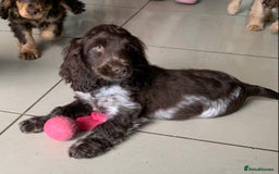 Cocker Spaniel dogs for sale: 100% Kc Show Cockers (Health Tested Clear) - Image 2