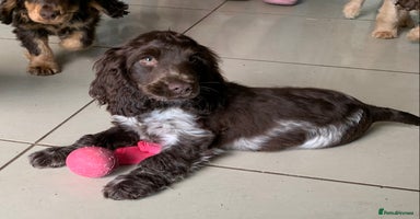 Cocker Spaniel dogs - Advert 5