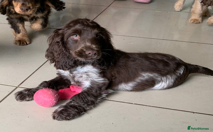 Cocker Spaniel dogs - Advert 3
