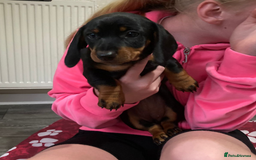 Dachshund dogs for sale: Dachshund Girl Puppies Absolutely Gorgeous  - Image 10
